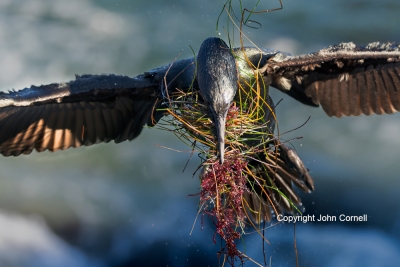 Brandts-Cormorant;Flying-Bird;Phalacrocorax-penicillatus;Photography;action;acti